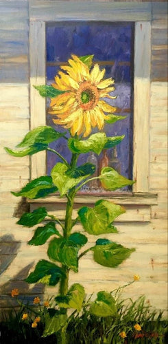Huge lone sunflower stands before a window in the sunlight