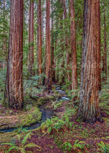 Load image into Gallery viewer, Majestic giant redwood trees with a stream meandering though, with ferns and sorrel on it's banks.