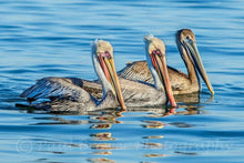 Load image into Gallery viewer, Three pelicans float on calm blue water, variations of coloring on the pelicans with yellow, cream, orange, browns and blue.
