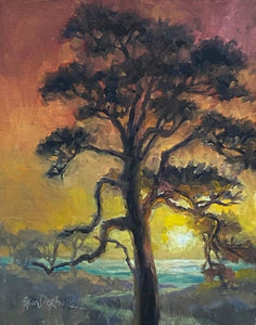 Lone pine tree at sunset, silhouetted with sherbert colors and the sea 
