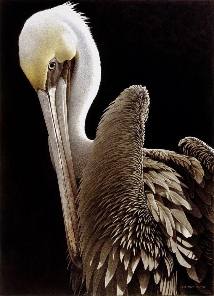 Brown Pelican white and yellow head, shades of brown, detailed wing feathers, eye and beak on black background