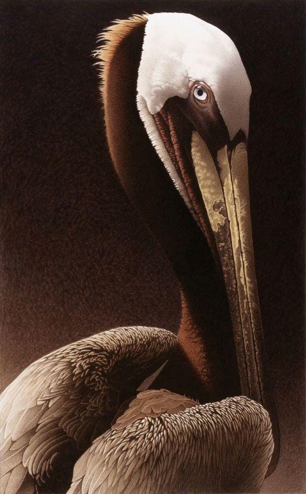 Rich velvet brown neck with brilliant white feathers and soft yellow beak, this portrait of a brown pelican looks at you eye to eye. A rich brown subtly textured background fades to pale. 