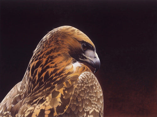 Head and shoulders of a Red Tailed Hawk