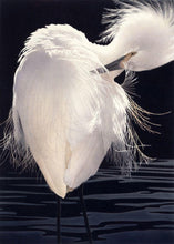 Load image into Gallery viewer, Snowy Egret, filmy feathers detailed in dark blue black waters
