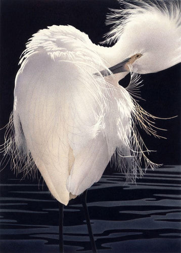 Snowy Egret, filmy feathers detailed in dark blue black waters