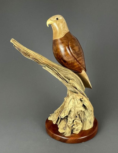 Bald Eagle of maple, myrtlewood and cascara on a driftwood base 
