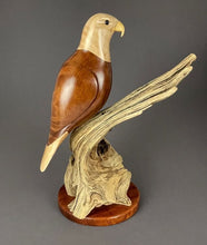 Load image into Gallery viewer, Bald Eagle of maple, myrtlewood and cascara on a driftwood base 
