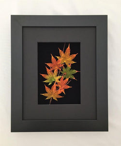 Nature's Leaves in Shadow Box Frame