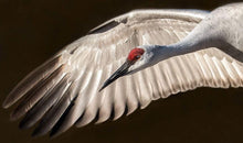 Load image into Gallery viewer, Sand Hill crane, red capped head and neck shown with spread wing behind.
