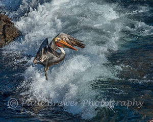 Pelican "dancing" on the breaking ocean waves, wings spread.