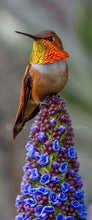 Load image into Gallery viewer, Rufous hummingbird flashing his colors as he perches on a Pride of Madeira
