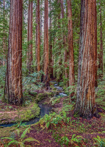 Majestic giant redwood trees with a stream meandering though, with ferns and sorrel on it's banks.