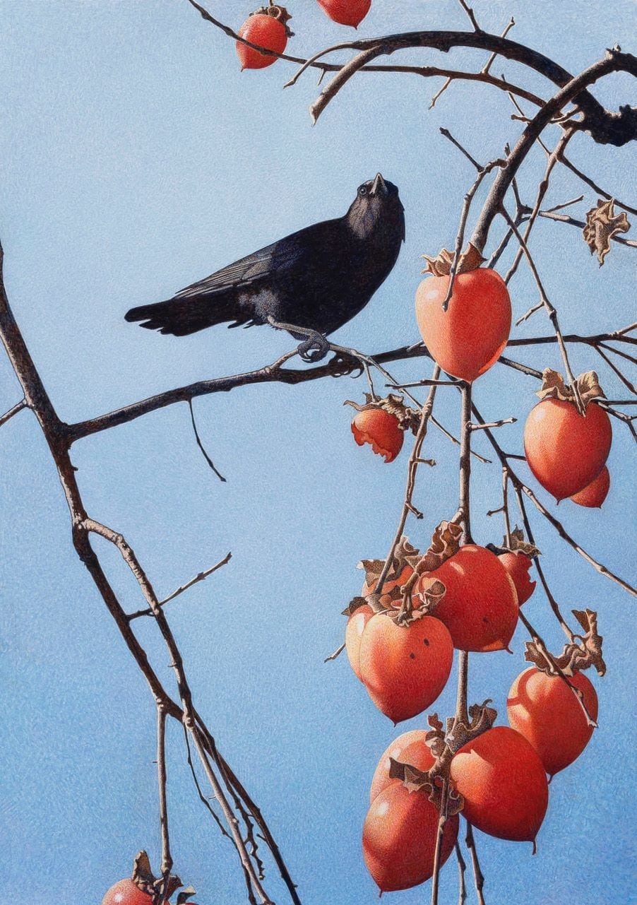 Sleek black crow in a persimmon tree loaded with fruit juxtaposed on a pale blue winter sky